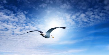 Blue sky and flying seagull clipart