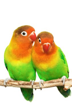 Pair of lovebirds agapornis-fischeri isolated on white clipart