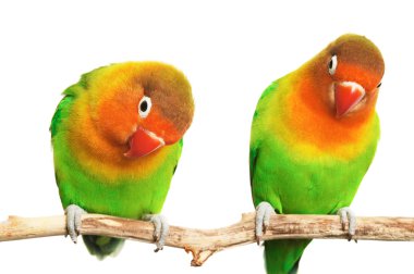 Pair of lovebirds clipart