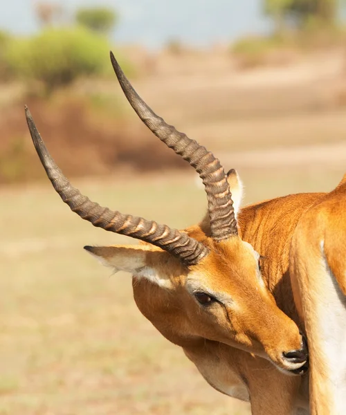 Uganda kob antilopy v africké savany — Stock fotografie