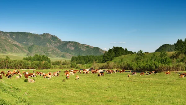 Pastizales de montaña con vacas de pastoreo — Foto de Stock