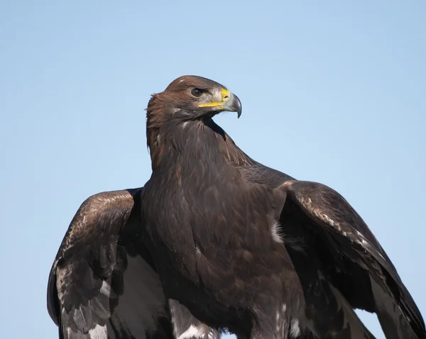 Golden eagle — Stock Photo, Image