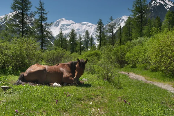 Cavalo — Fotografia de Stock