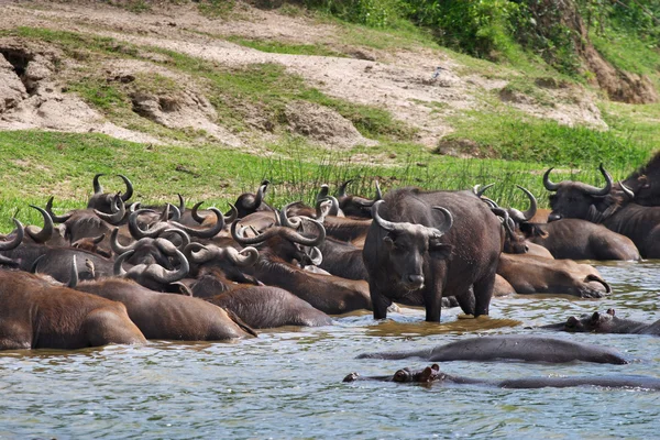 Búfalos e hipopótamos no rio — Fotografia de Stock