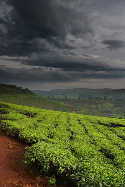 Čajové plantáže v Ugandě — Stock fotografie