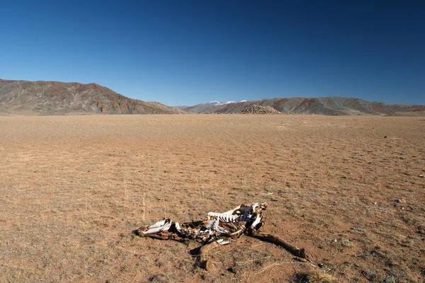 Deserto senza vita e cavallo morto — Foto Stock