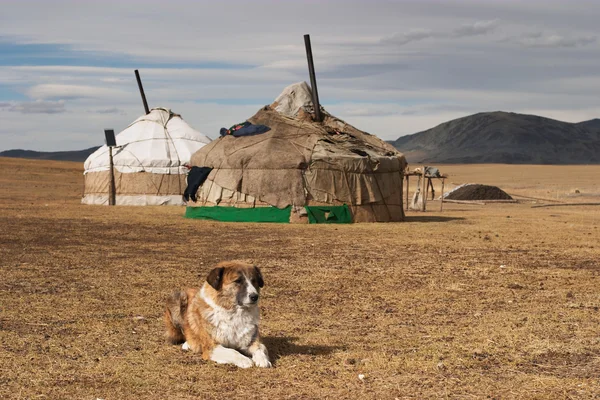 Yurta- habitation traditionnelle des nomades mongoliens — Photo