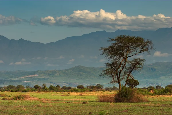 Afrikansk savann och rwenzori mountains, drottning elizabeth NP, uganda — Stockfoto