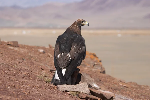 Полювання на золотого орла в монгольській пустелі — стокове фото