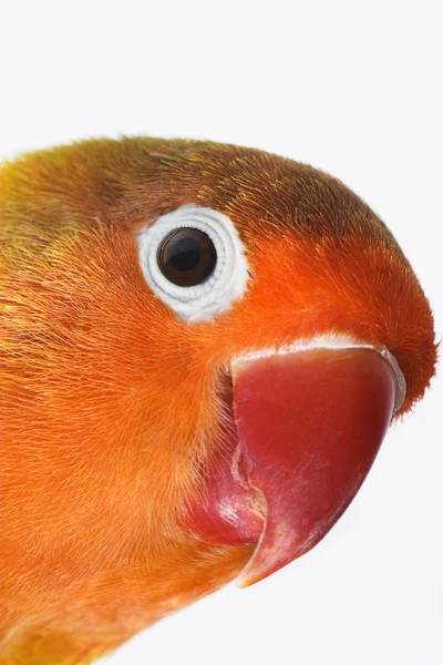 Lovebird — Stock Photo, Image