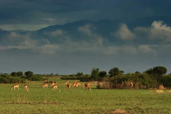 Csorda antilopok az afrikai szavanna, Queen Elizabeth N.P., Uganda — Stock Fotó