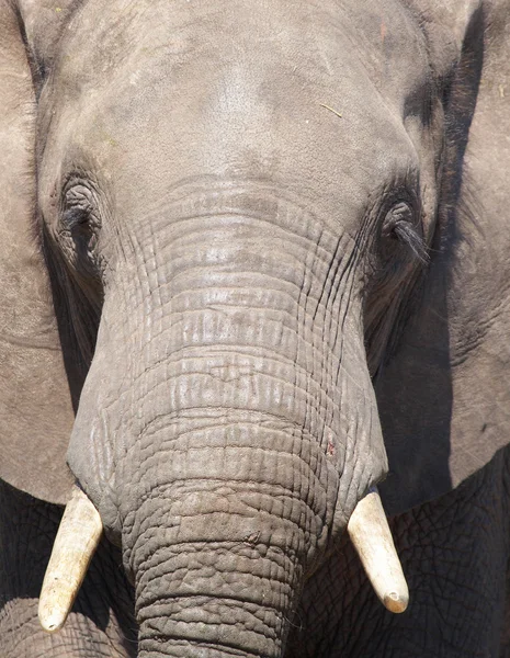 Close-up de elefante, Chobe N.P., Botsuana — Fotografia de Stock