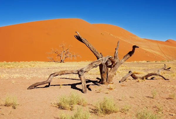 Namibská poušť, sossusvlei, Namibie — Stock fotografie