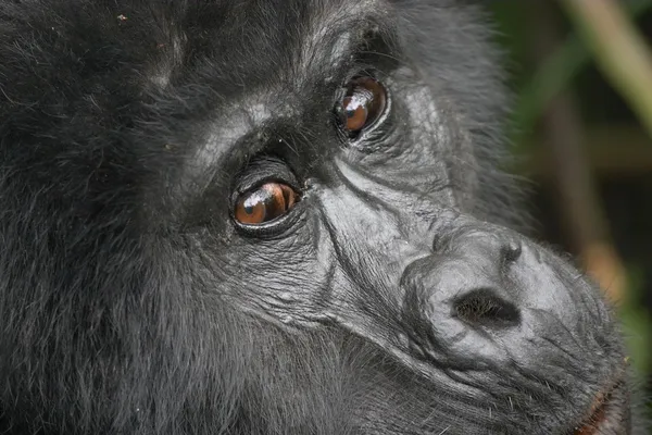 Female of eastern mountain gorilla in tropical forest of Uganda — Stock Photo, Image