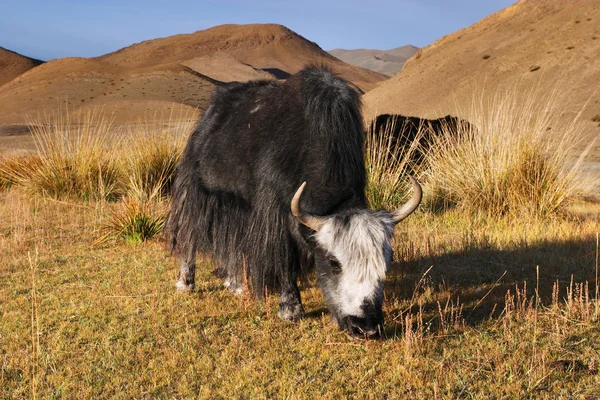 Άγρια yak — Φωτογραφία Αρχείου