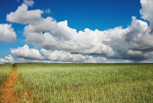 Green field — Stock Photo, Image