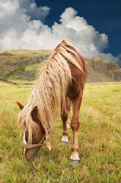 Grazing horse — Stock Photo, Image