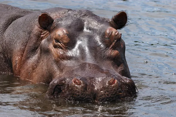 Wild nijlpaard op de Nijl — Stockfoto