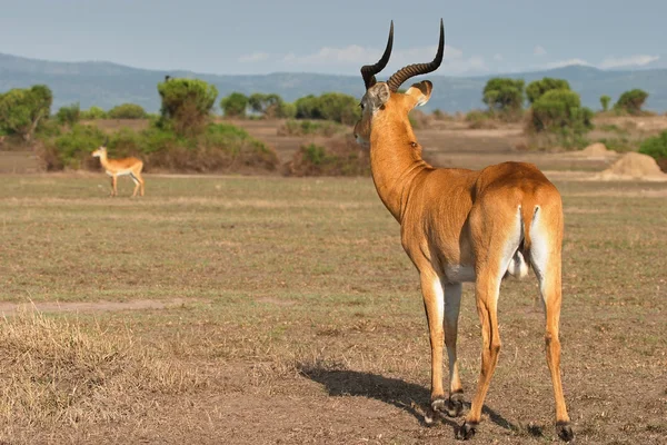 Antelope male — Stock Photo, Image