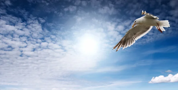 Céu azul e gaivota — Fotografia de Stock