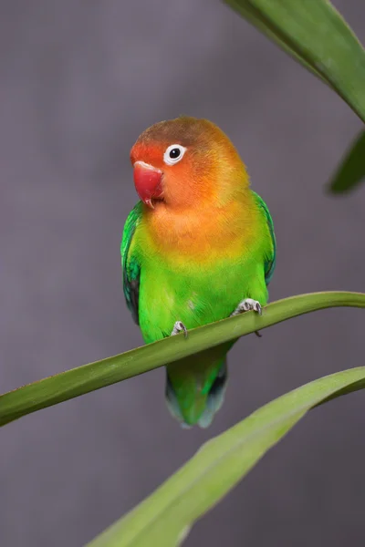 Parrot — Stock Photo, Image