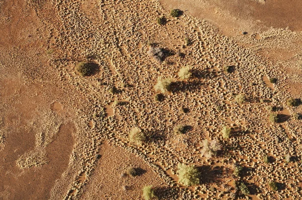 Kalahari desert background — Stock Photo, Image