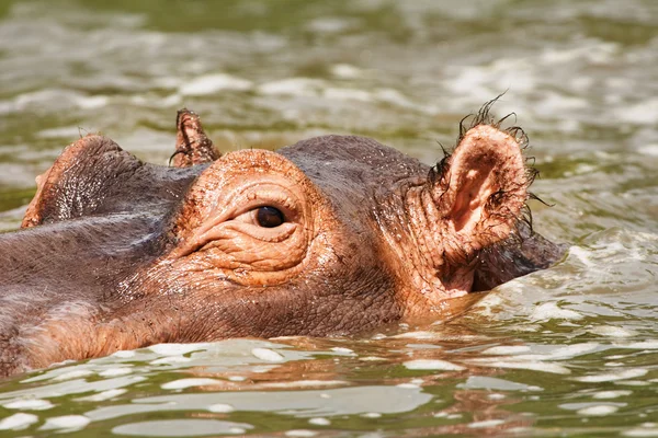 Divoké hroch v Nilu, uganda — Stock fotografie