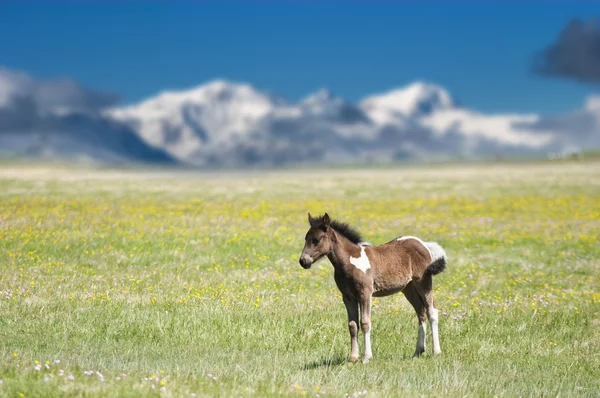 Little foal on mountain grassland — Stock Photo, Image