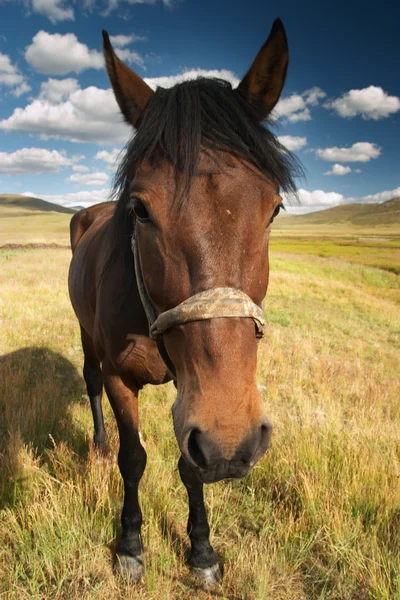 Funny horse — Stock Photo, Image