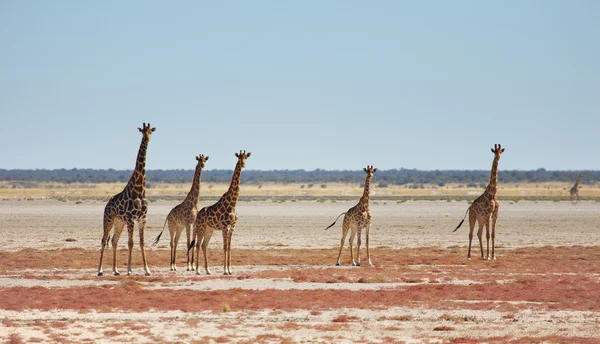 Beslag van giraffen in Afrikaanse savanne, etosha n.p., Namibië — Stockfoto