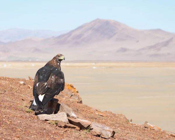 Golden eagle — Stock Photo, Image