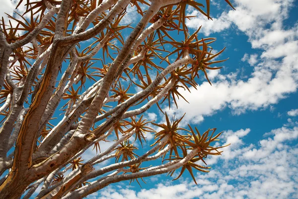 Branches of quiver tree — Stock Photo, Image