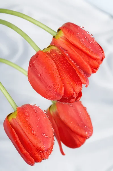 Red tulips — Stock Photo, Image