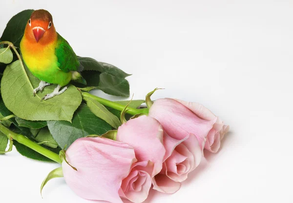 Lovebird and pink roses — Stock Photo, Image