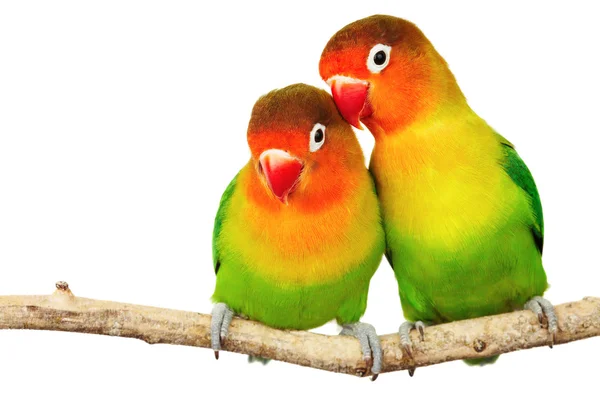 Pair of lovebirds — Stock Photo, Image