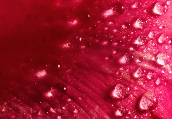 Primer plano de pétalo de rosa con gotas de agua — Foto de Stock