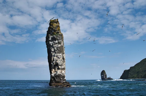 Sea cliffs — Stock Photo, Image