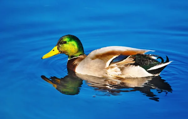 Erpel im Wasser — Stockfoto