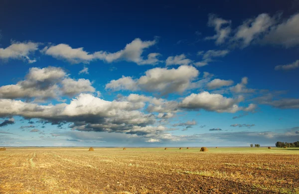 Tarweveld — Stockfoto