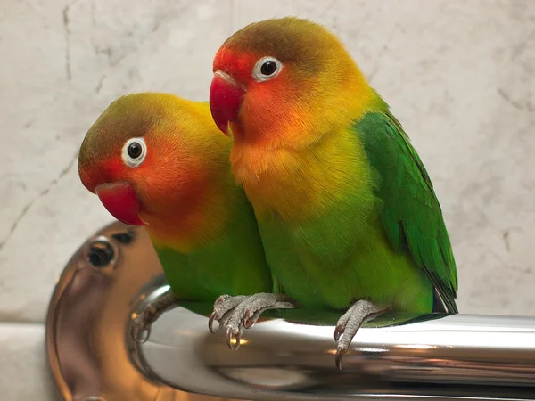 Pair of little lovebirds — Stock Photo, Image