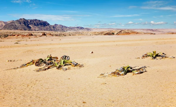 Deserto do Namib — Fotografia de Stock