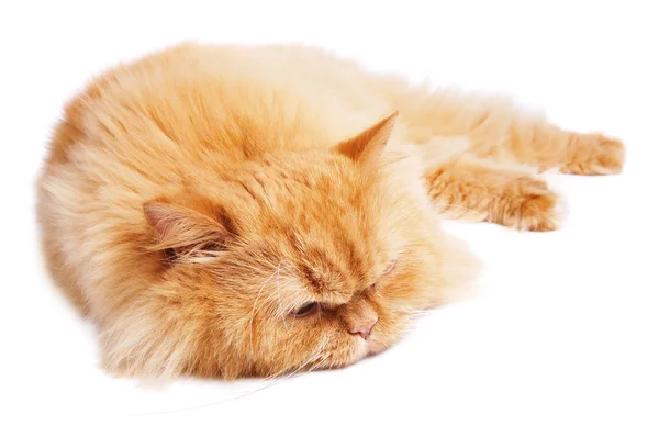 Спящая кошка изолирована на белом — стоковое фото