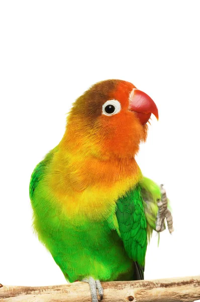 Lovebird — Stock Photo, Image