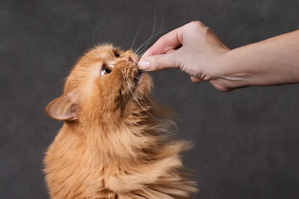 Eine Katze füttern — Stockfoto