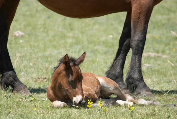 Νεογέννητο foal και δύο άλογα — Φωτογραφία Αρχείου