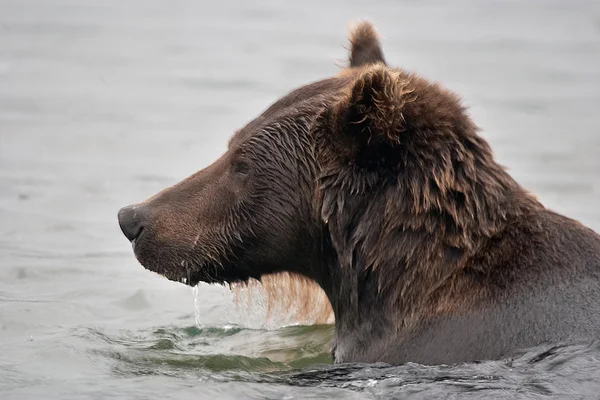 Young wild bear — Stock Photo, Image