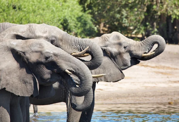 Drinking elephants, Chobe N.P., Botswana — Stock Photo, Image