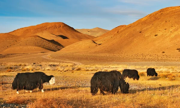 モンゴルの砂漠での放牧ヤク — ストック写真