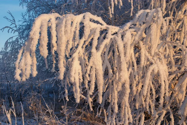 Frosty tree — Stock Photo, Image