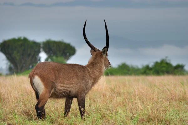 Uomo di antilope bushbuck — Foto Stock